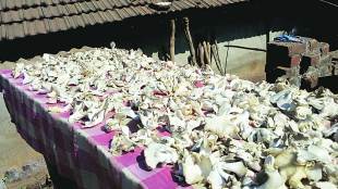 Mushroom cultivation