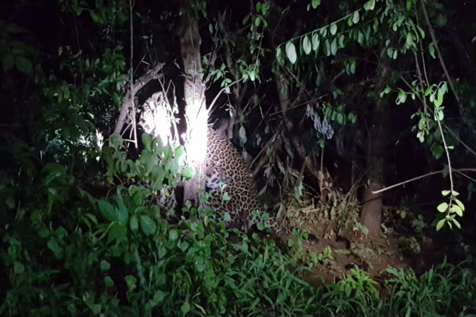 Leopard, raigad district, mahad,marathi news, marathi