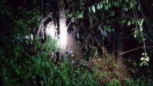 Leopard, raigad district, mahad,marathi news, marathi