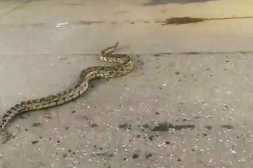 8 foot Python found , Wild animal, Thane, Kopri, market area , Loksatta, loksatta news, Marathi, Marathi news