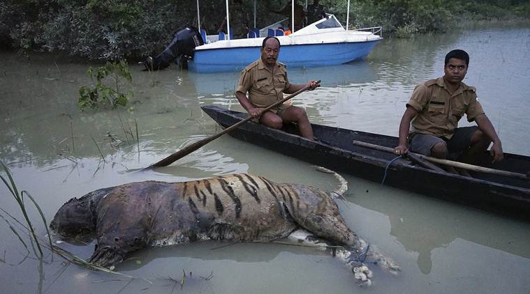 Assam floods, Kaziranga National Park