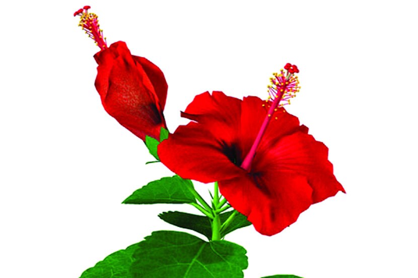 Hibiscus Flower In Marathi Best Flower Site