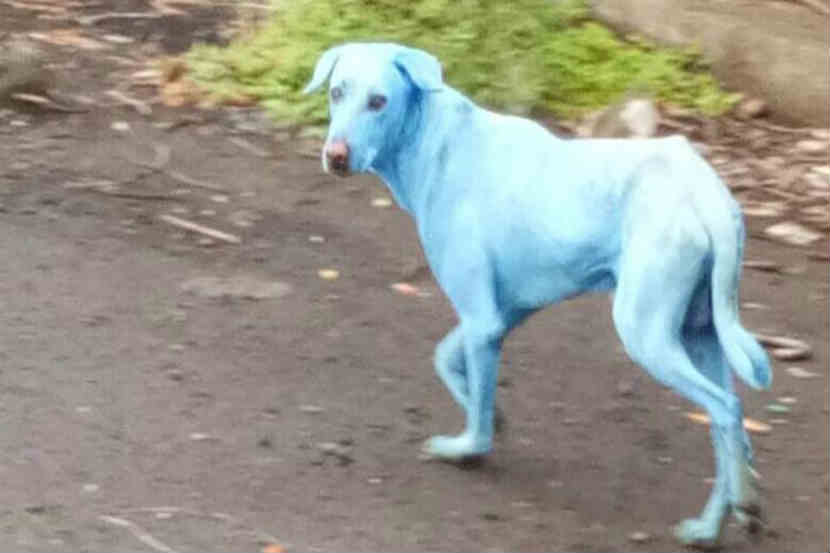 Blue dog, Navi mumbai