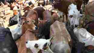 cow, News