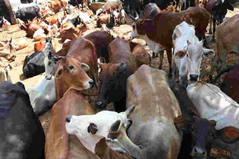 cow, News