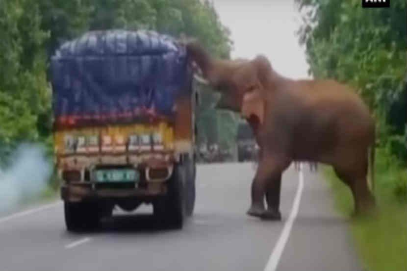 वनधिकाऱ्यांनी हत्तीला पळवून लावण्याचा प्रयत्न केला. 