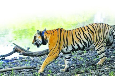 Tigress, Chaprala, Wildlife Sanctuary,gadchiroli, chandrapur, nagpur,loksatta