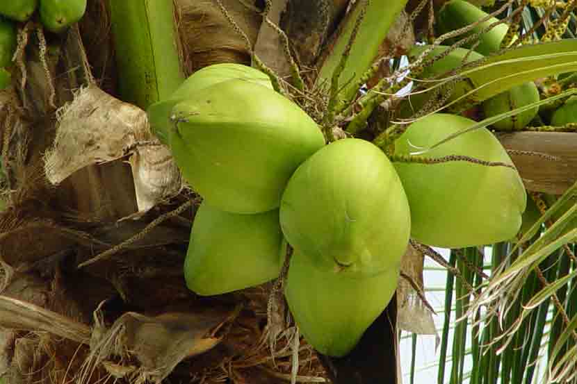 coconut prices