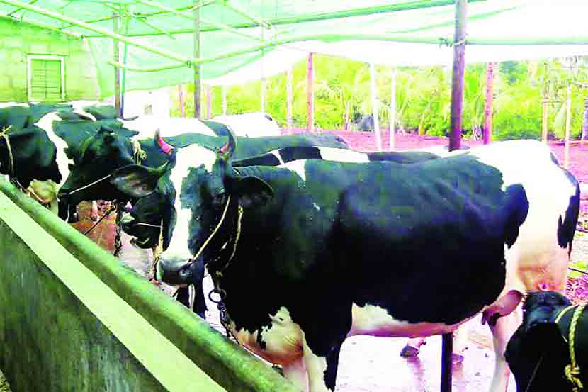 मुक्तसंचार गोठा आणि दुग्धव्यवसायातील प्रगती!