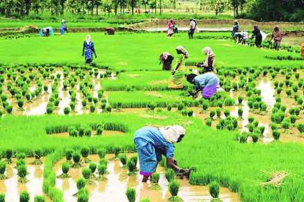 भारतीय शेतकऱ्यांचे कृषिविषयक अधिकार