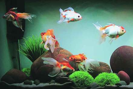 Fish in Home Aquarium