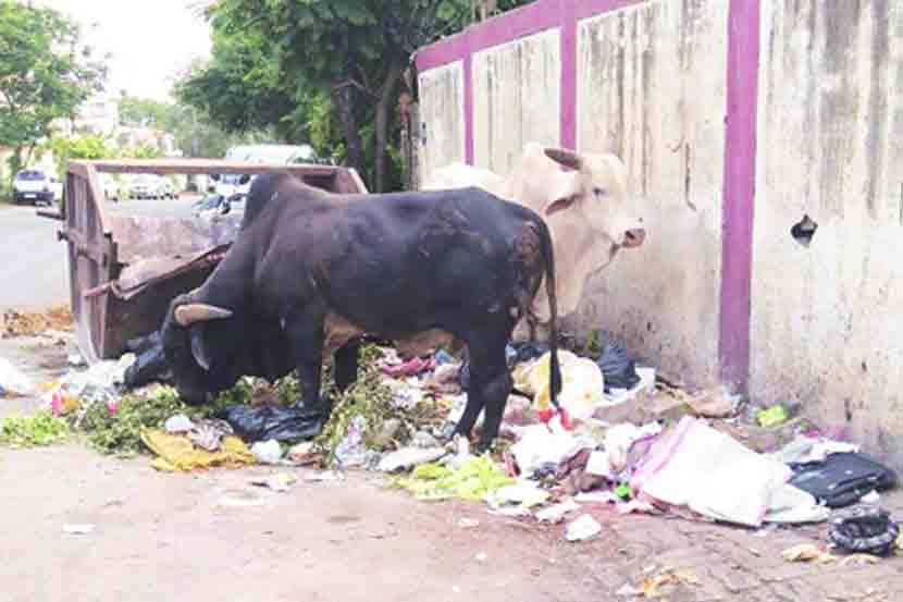 पिंपरी-चिंचवड शहरात जागोजागी कचऱ्याचे ढीग साचले असून त्याचा त्रास नागरिकांना होत आहे.