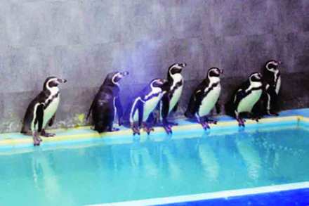 राणीबागेतील पेंग्विनचा ‘पिसेझडी’चा काळ
