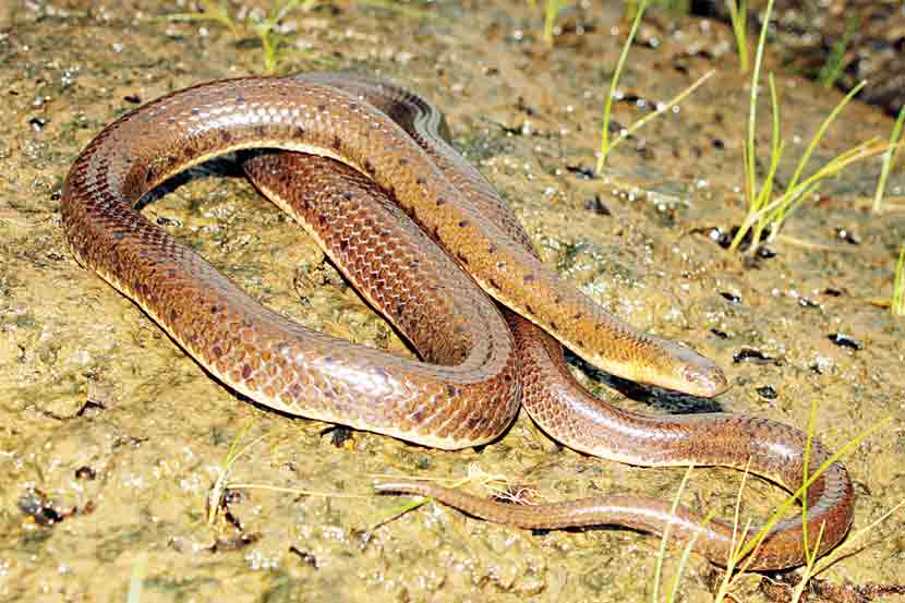 Snakes in The Western Ghats,