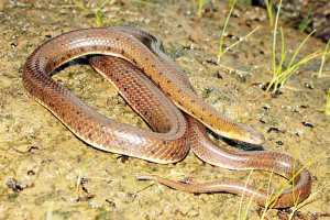Snakes in The Western Ghats,