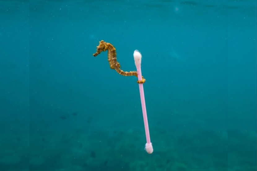 इंडोनेशियातील समुद्रात जस्टीनने हा फोटो टिपला आहे (छाया सौजन्य : Justin Hofman)