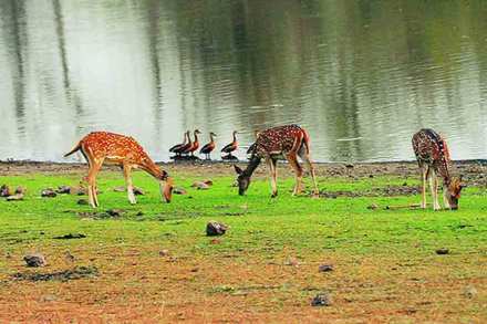 Wild animals in Tadoba