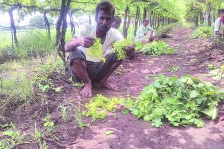 पावसाचा मुक्काम वाढल्याने बळिराजा धास्तावला