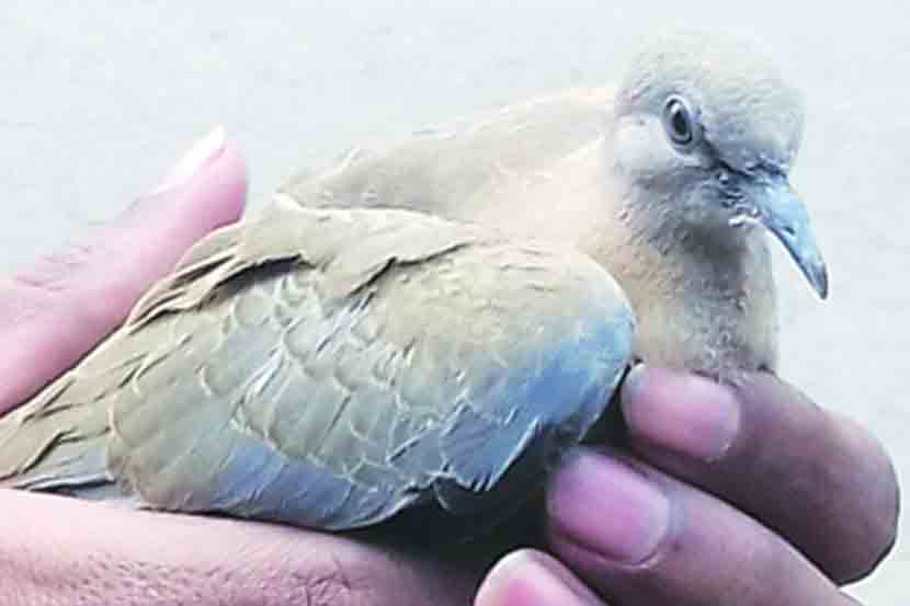 यंदा दरवर्षी दिवाळीत होणाऱ्या पक्ष्यांच्या अपघातांचे प्रमाण ९० टक्क्य़ांनी घटले आहे