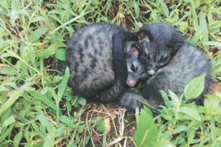 are species piglets of Asian palm civet