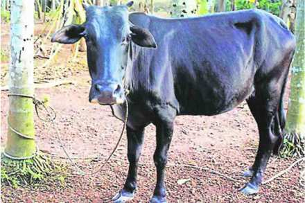 कोकणात नवा गोवंश?