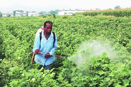 Maharashtra government , Farmers, CBI probe of Farmers , pesticides poisoning , Loksatta, Loksatta news, Marahti, Marathi news