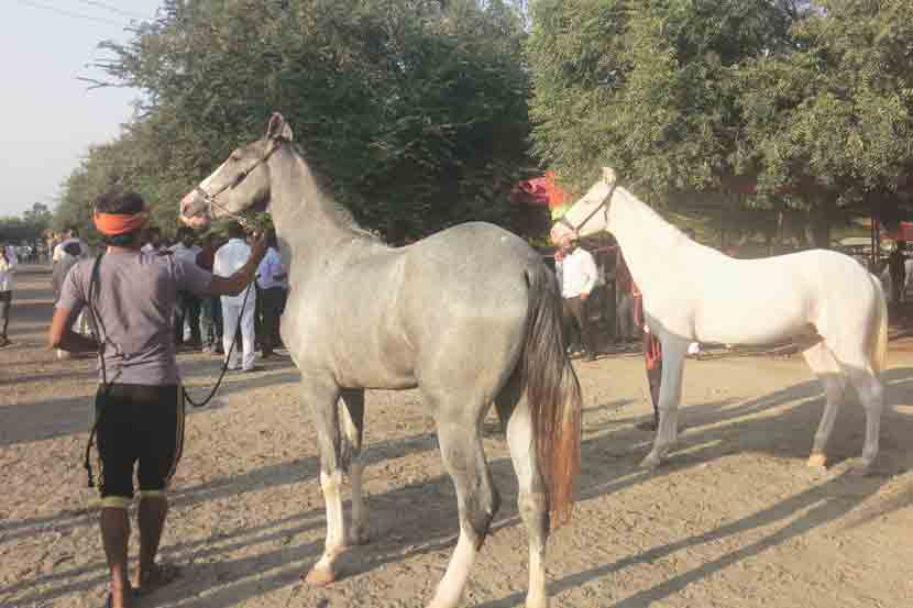 Horse Market Prices‎