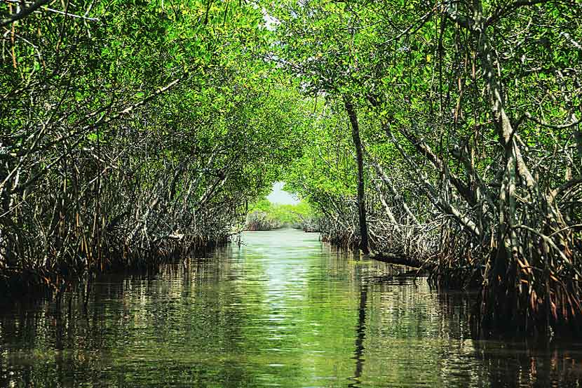 mangroves trees