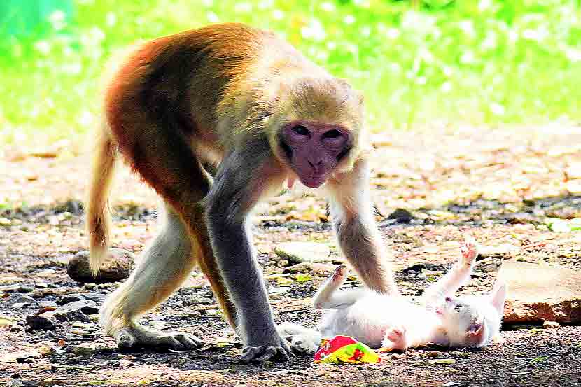 अखेर ‘त्या’ माकडीणीची जंगलात रवानगी..