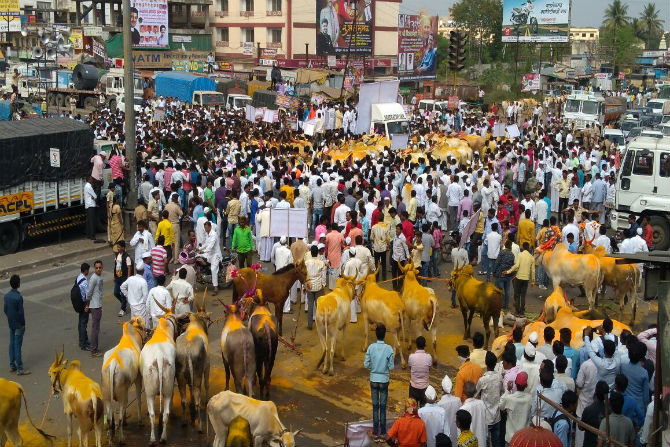 protest,bullock cart racing ban, pune, nashik, highway,marathi news