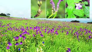 Kas Pathar flower valley