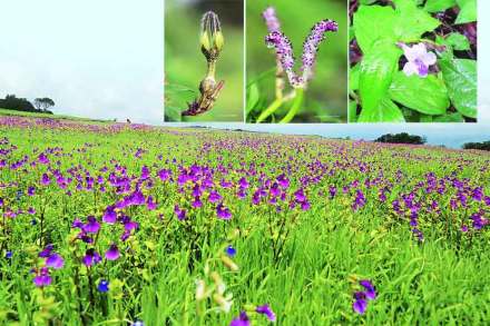 Kas Pathar flower valley