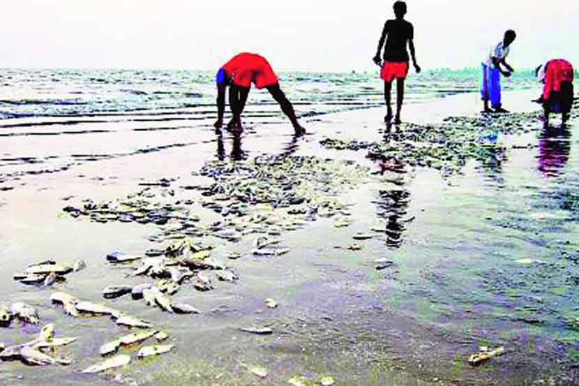 Sea fish polluted