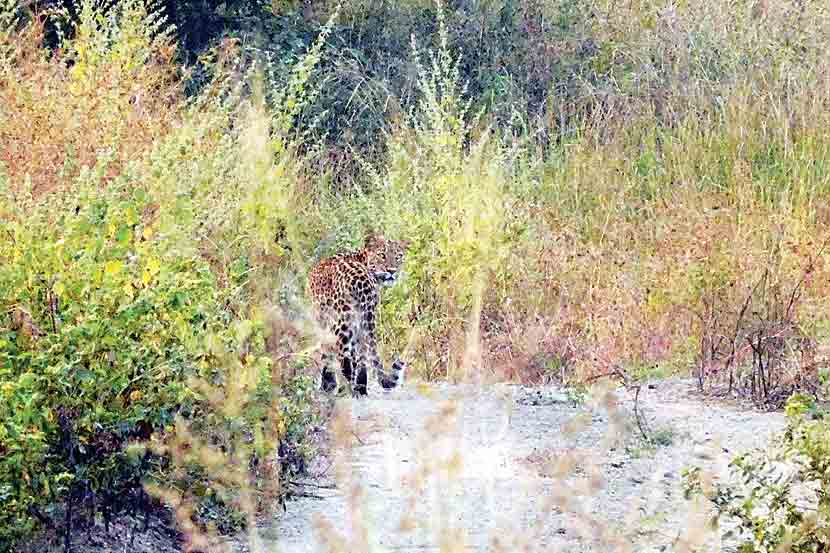 Leopard death in acciden,t kalyan nagar highway,marathi news, marathi, Marathi news paper