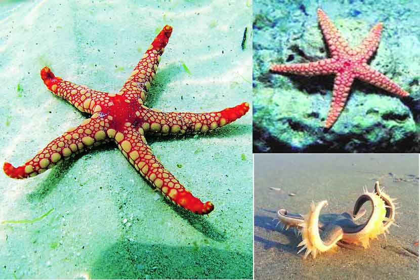 Starfish