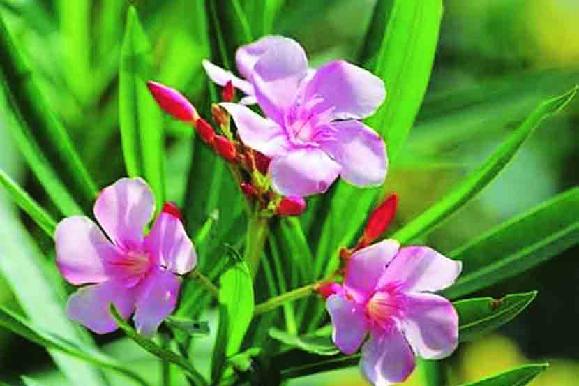 Indian oleander flower