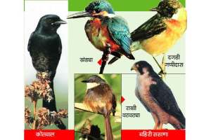 Winter birds in Vasai