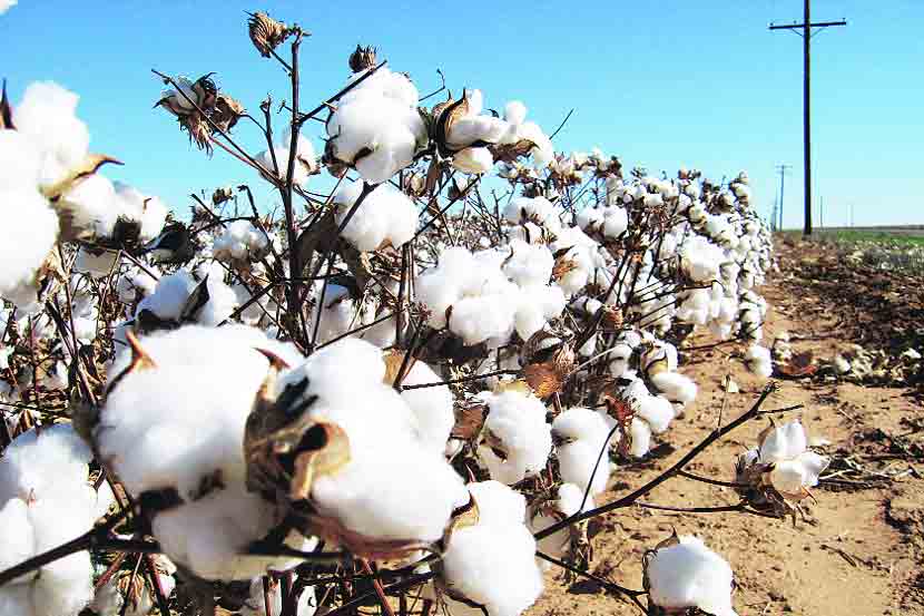 Pink Bollworm hit cotton