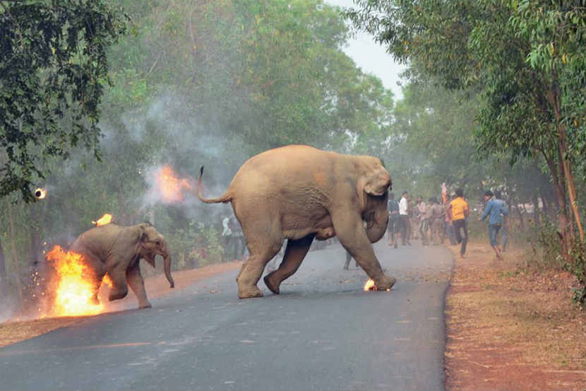  हा फोटो पश्चिम बंगालमधला आहे, येथे हत्तींचा कळप आणि माणूस यांच्यातील संघर्ष आता नेहमीचाच झाला आहे. (छाया सौजन्य : सँक्च्युरी एशिया/ फेसबुक)
