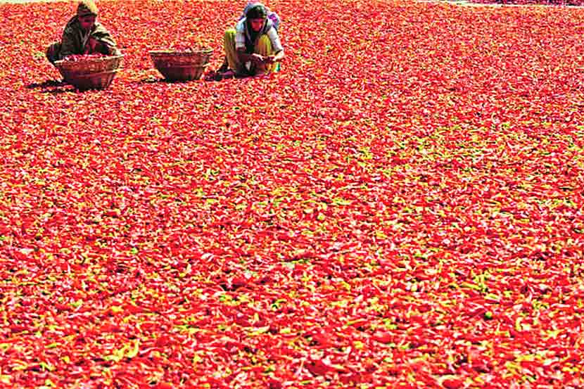 नंदुरबारला मिरचीचा ठसका