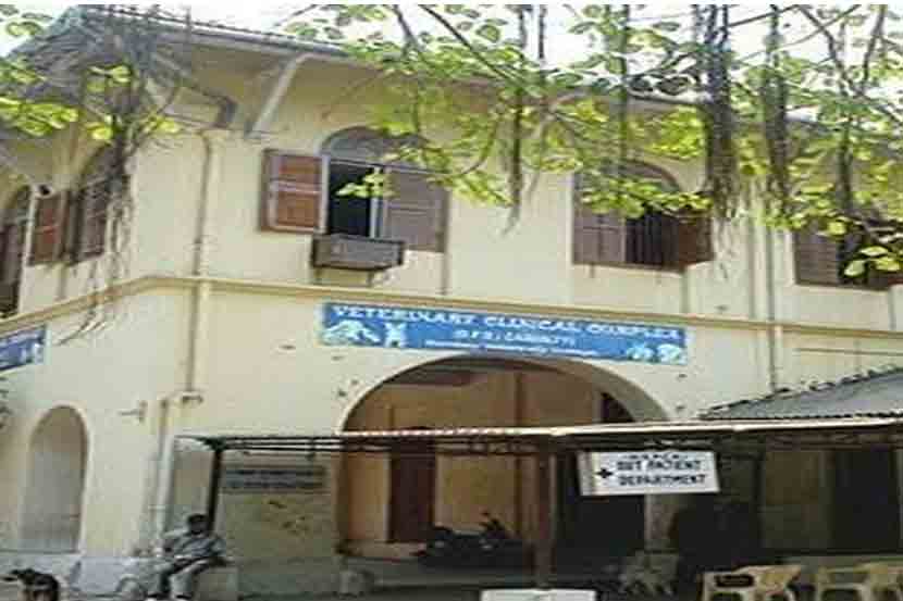 सांभाळ न करता आल्याने दत्तक प्राण्यांची रुग्णालयात रवानगी | Loksatta सांभाळ न करता आल्याने दत्तक प्राण्यांची रुग्णालयात रवानगी | Loksatta