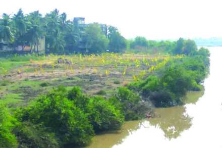 mangroves