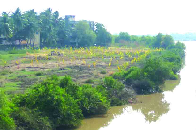 mangroves