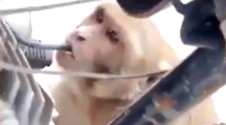 या तरूणांनी पेट्रोल पिणाऱ्या माकडाचा व्हिडिओ व्हायरल केला.