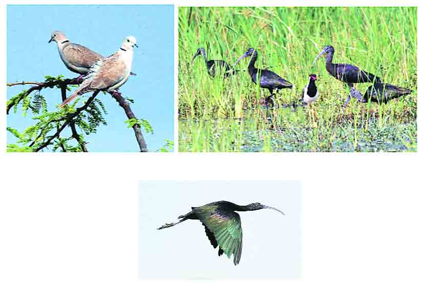 birds in Nandur Madhmeshwar area