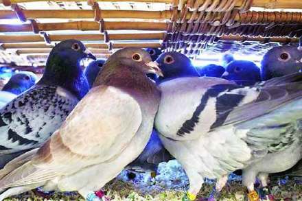 pigeon in Mumbai