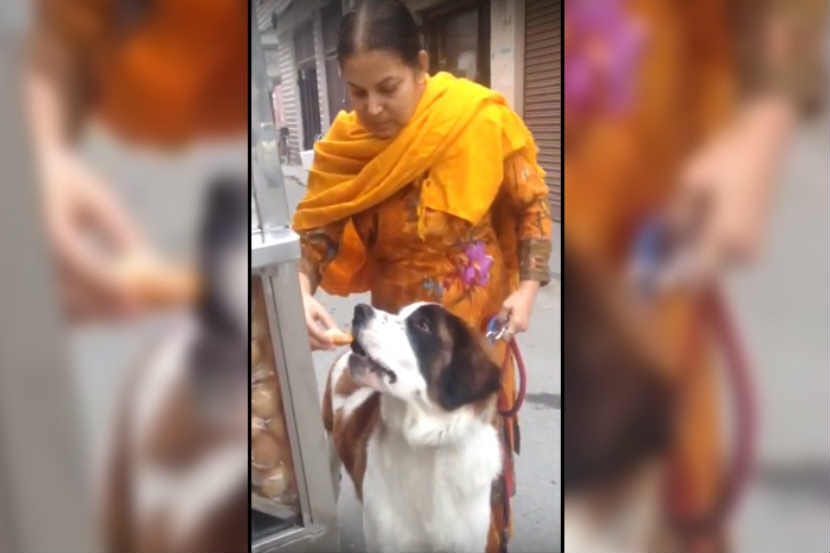 Viral Video : पाणीपुरीही खातानाचा कुत्र्याचा हा व्हिडिओ पाहिलात?