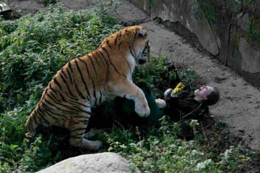 बापरे ! प्राणिसंग्रहालयातील वाघाने कर्मचारी महिलेवर केला हल्ला