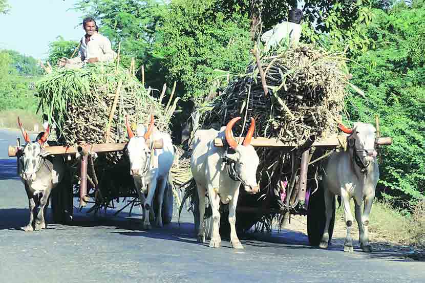 Sugarcane rate