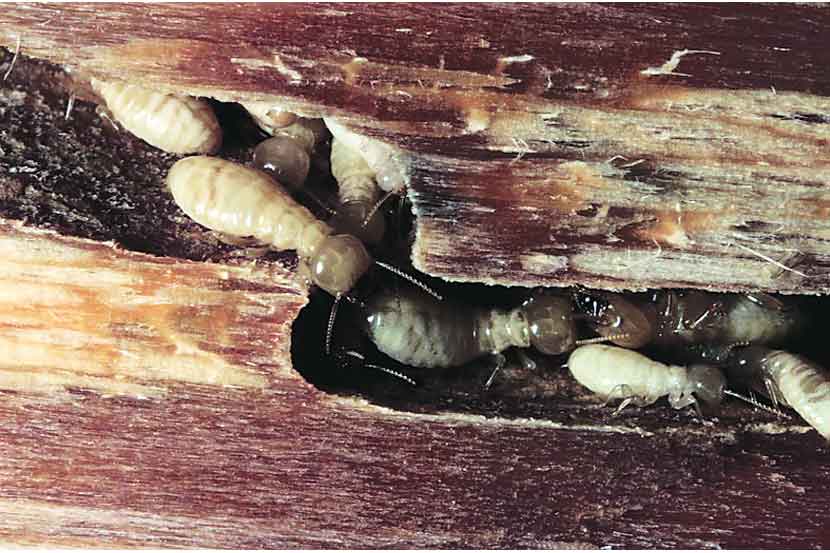 Protect Wooden Furniture from Termites